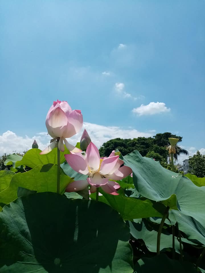 園區內粉色蓮花特寫