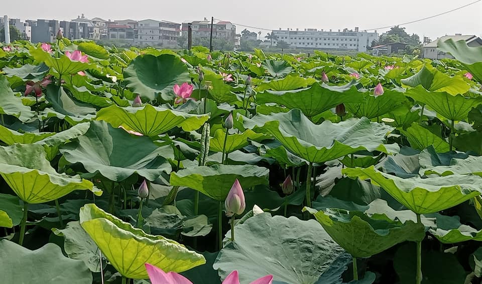 廣角蓮花田