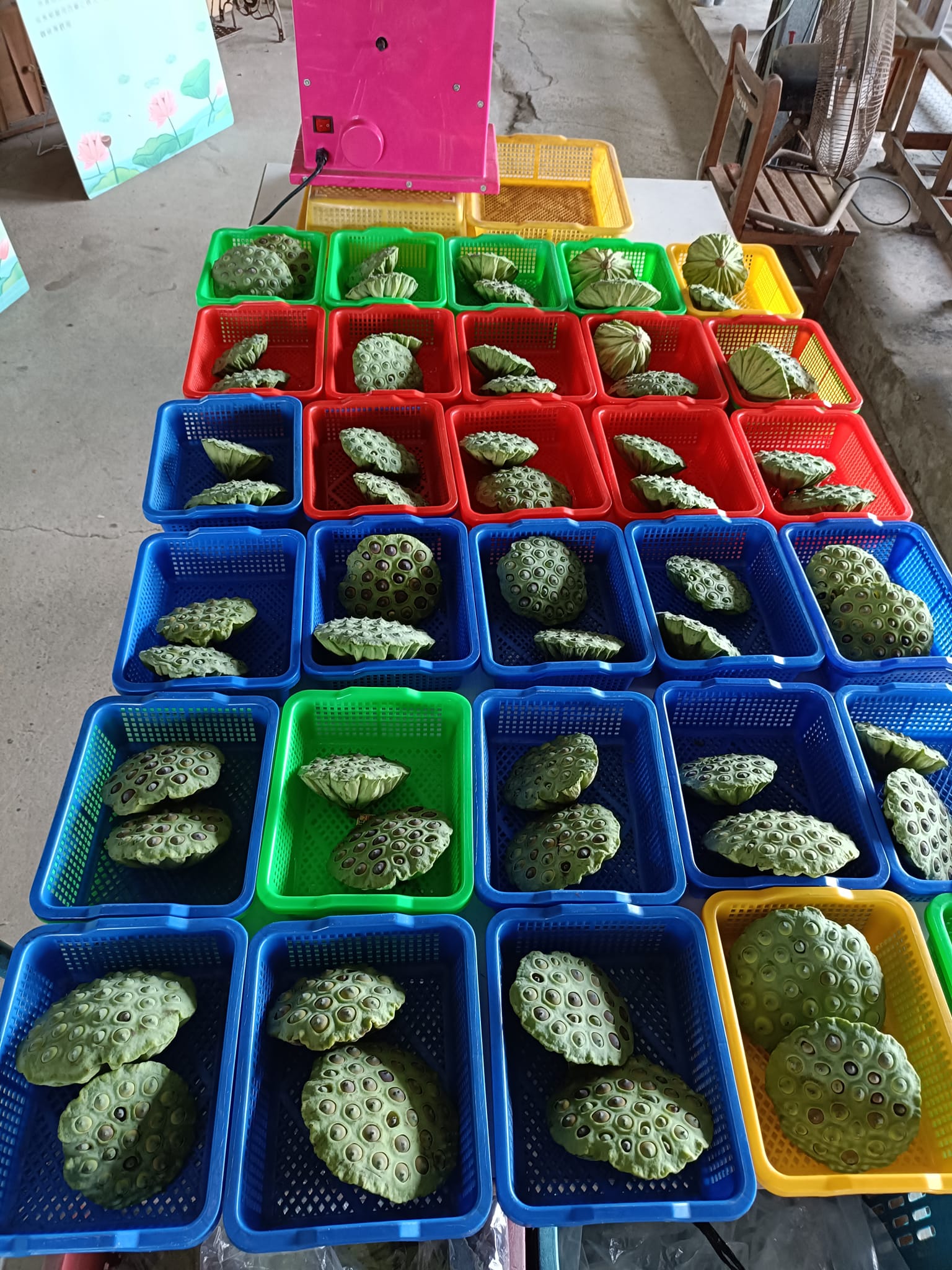 繽紛蓮蓬籃