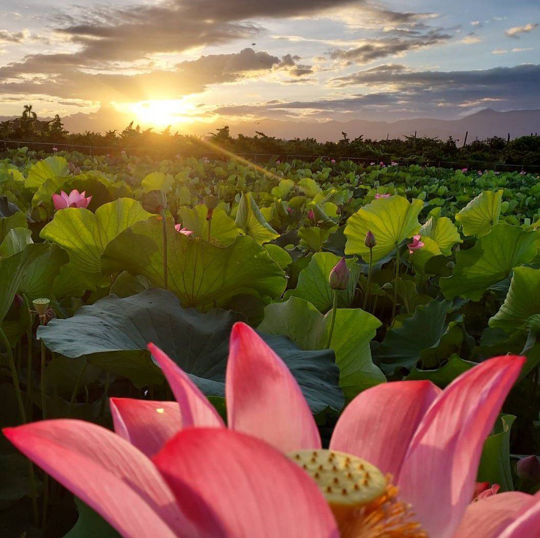 蓮合國夕陽蓮花絕景