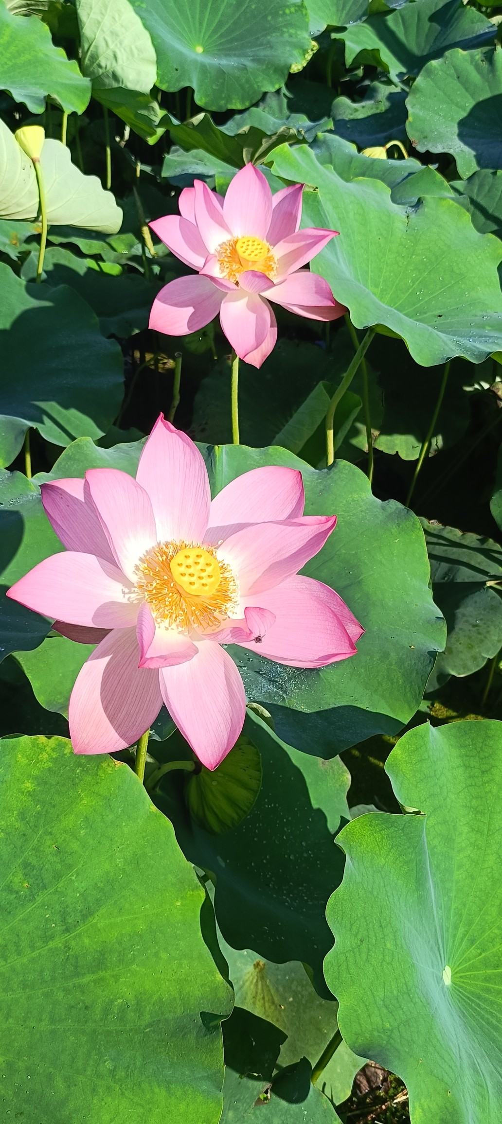 盛開的蓮花